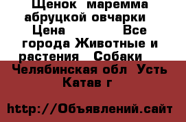 Щенок  маремма абруцкой овчарки › Цена ­ 50 000 - Все города Животные и растения » Собаки   . Челябинская обл.,Усть-Катав г.